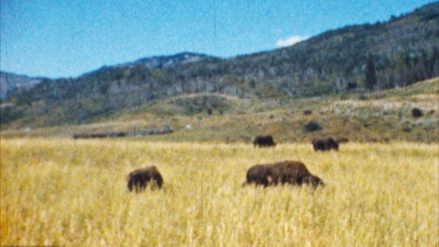 Bison, Yellowstone Park (Archival 1950s)