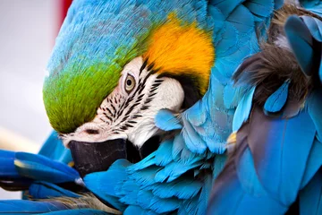Zelfklevend Fotobehang Papegaai scharlaken ara& 39 s, papegaai