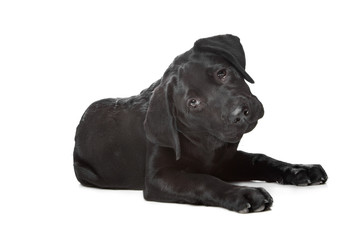 Black Labrador puppy