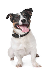 Jack russel Terrier