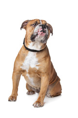 Old English Bulldog