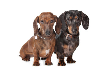 two Dachshund dogs