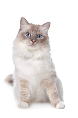 Sacred Birman