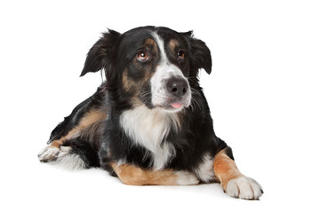 border collie sheepdog