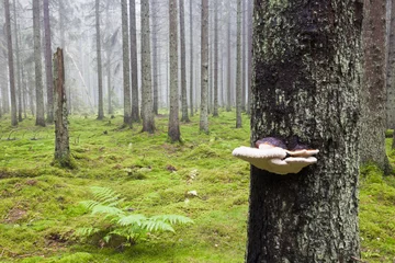 Poster Wald mit Morgennebel © Lars Johansson