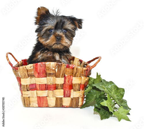 Little Yorkie Puppy Stock Photo And Royalty Free Images On Fotolia