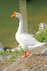 White Goose