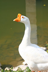 Goose