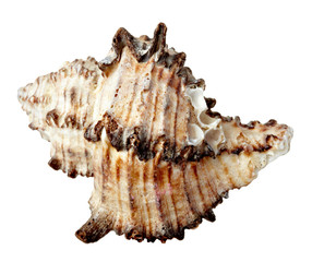 seashel sea life marine