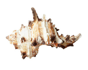 seashel sea life marine