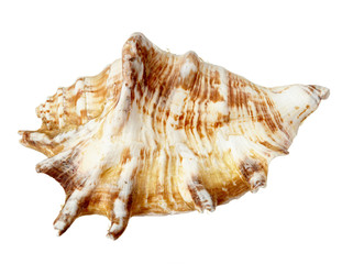 seashel sea life marine