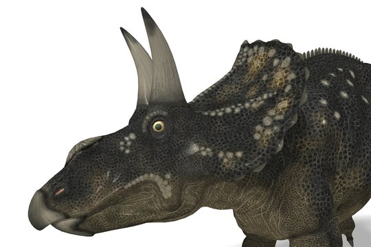 Diceratops / Nedoceratops