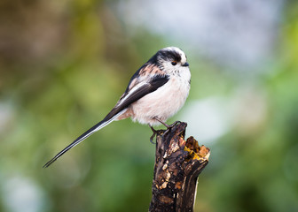 Long-tailed Tit