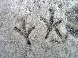few bird footprints on the snow, winter details