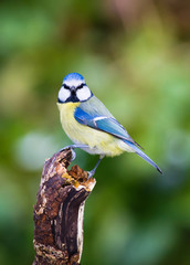 Blue Tit (Cyanistes caeruleus)