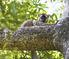 Red-fronted brown Lemur
