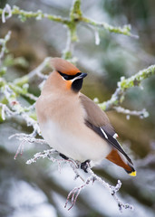 Waxwing (Bombycilla garrulus)