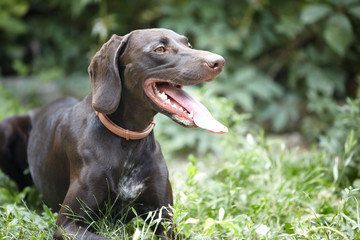 German short-haired pointer