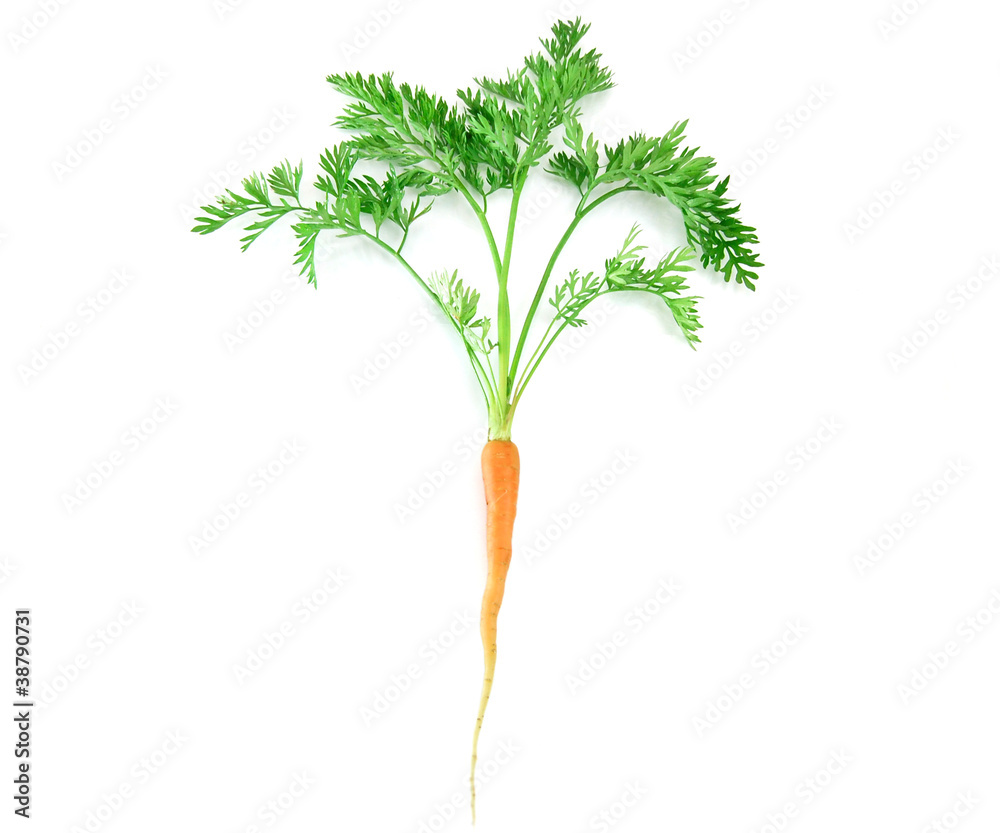 Wall mural carrot with leaf on white background