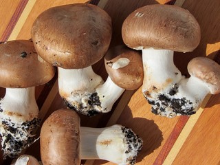 champignon de paris