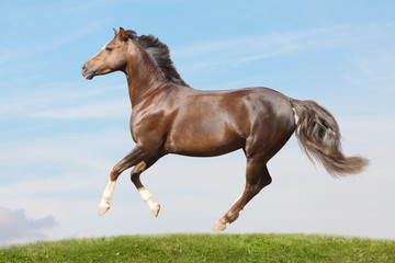 pony in field galloping