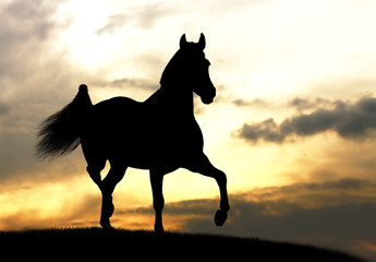 horse silhouette in sunset