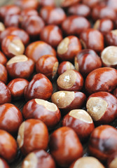 chestnut