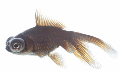 telescope fish