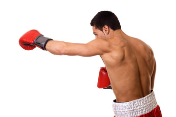 Naklejka premium Boxer