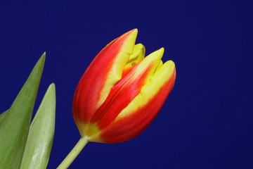 Żółto-czerwony Tulipan na niebieskim tle