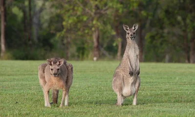 Papier Peint photo Lavable Kangourou eastern grey kangaroos