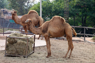 African camel