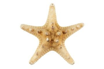 Sea star.