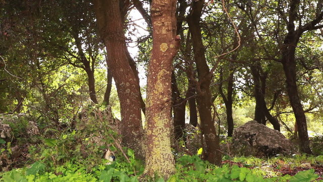 Stock Video Footage of a rocky grove of trees in the Carmel region of Israel.