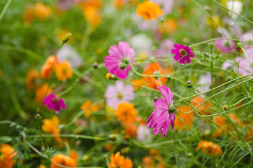 A field with fading cosmos flowers