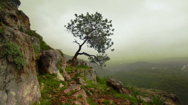 Stock Video Footage of a lone tree on a green, rocky hillside in Israel.