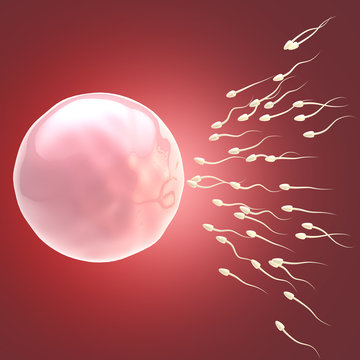 Stylized egg and sperm illustration