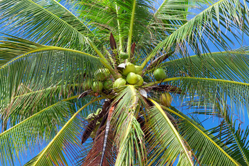 Coconuts on palm tree