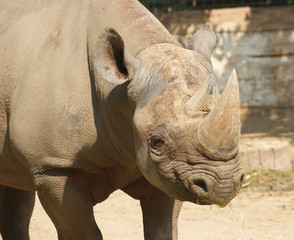 Obraz premium The White Rhinoceros (Ceratotherium simum)
