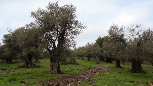 Stock Video Footage of a grove of olive trees in Israel.