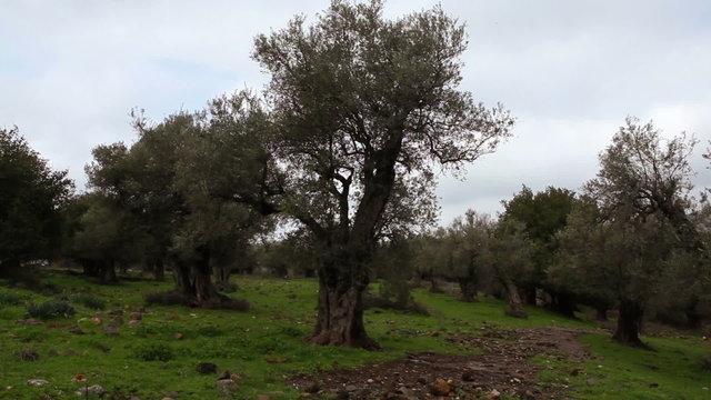 Stock Video Footage of olive trees in the Golan Heights, Israel.