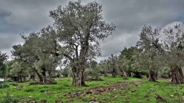 Stock Video Footage of olive trees in a grove in Israel.