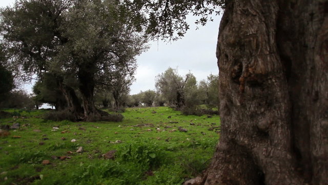 Stock Video Footage of an olive tree trunk in a grove in Israel.