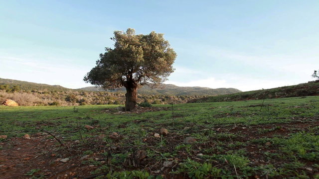 Stock Video Footage of a lone tree in an open meadow in Israel.