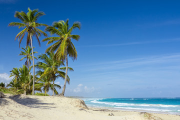 Fototapeta na wymiar Palmy na tropikalnej plaży, Dominikana