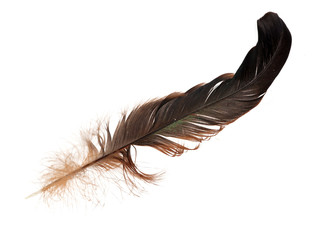 black and brown feather isolated on white