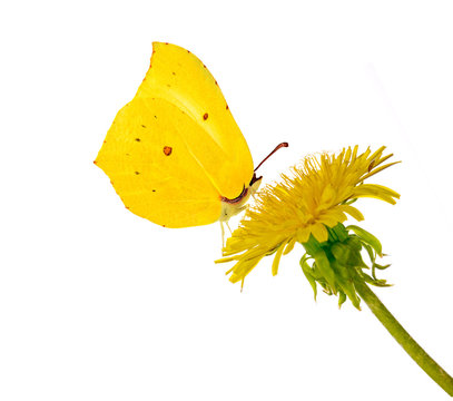 Fototapeta isolated bright dandelion and butterfly