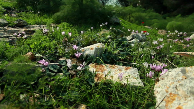 Stock Video Footage of a flowered and rocky forest floor in Israel.