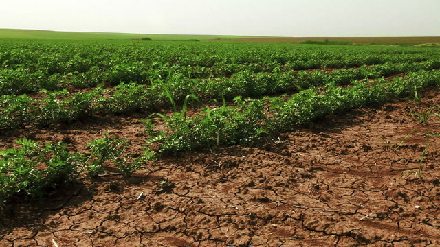 Stock Video Footage of bean plants planted in rows in Israel.