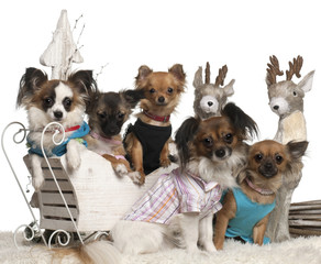 Chihuahuas in Christmas sleigh in front of white background